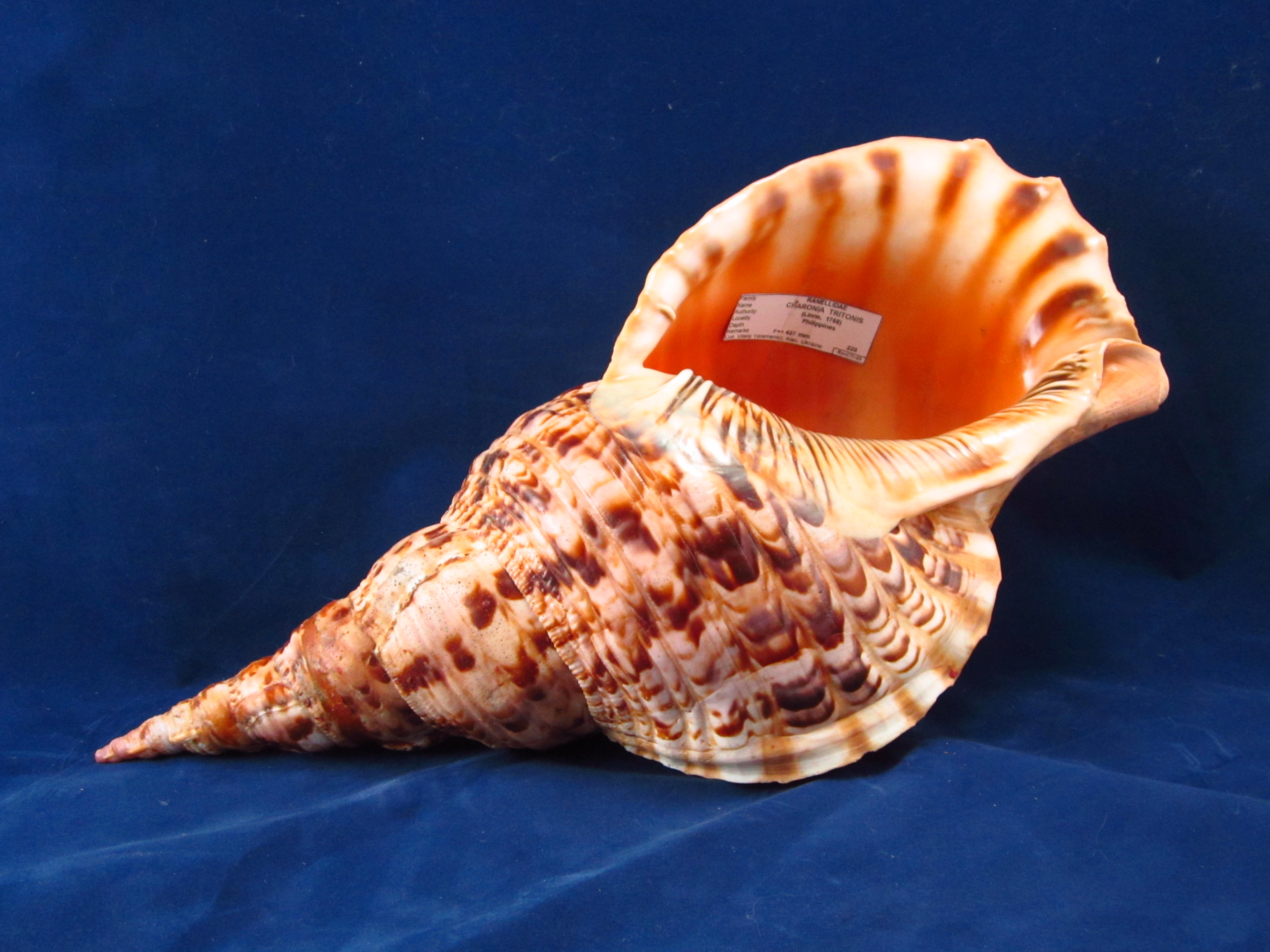 Артикул: RanChTr-03