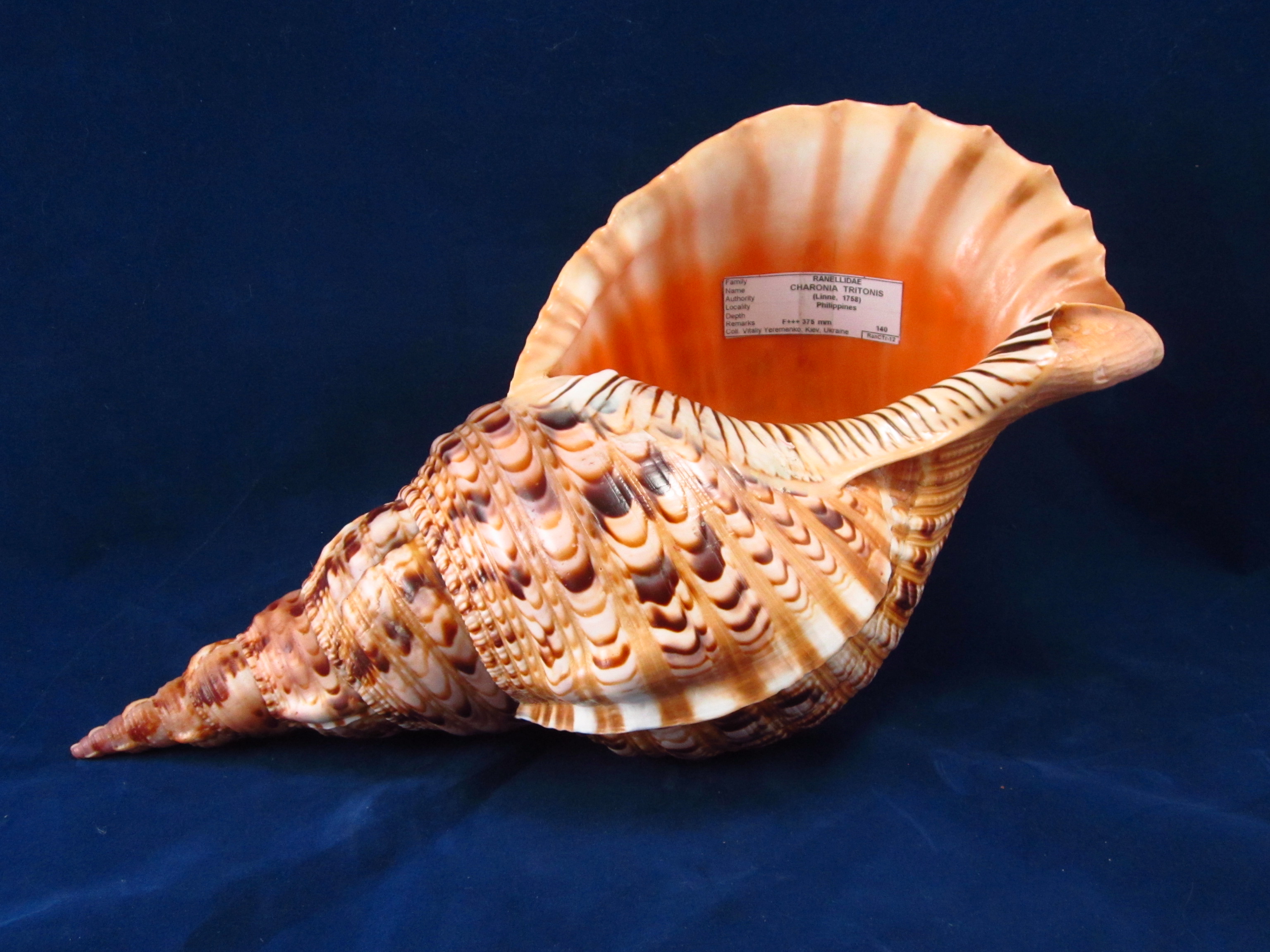 Артикул: RanChTr-12