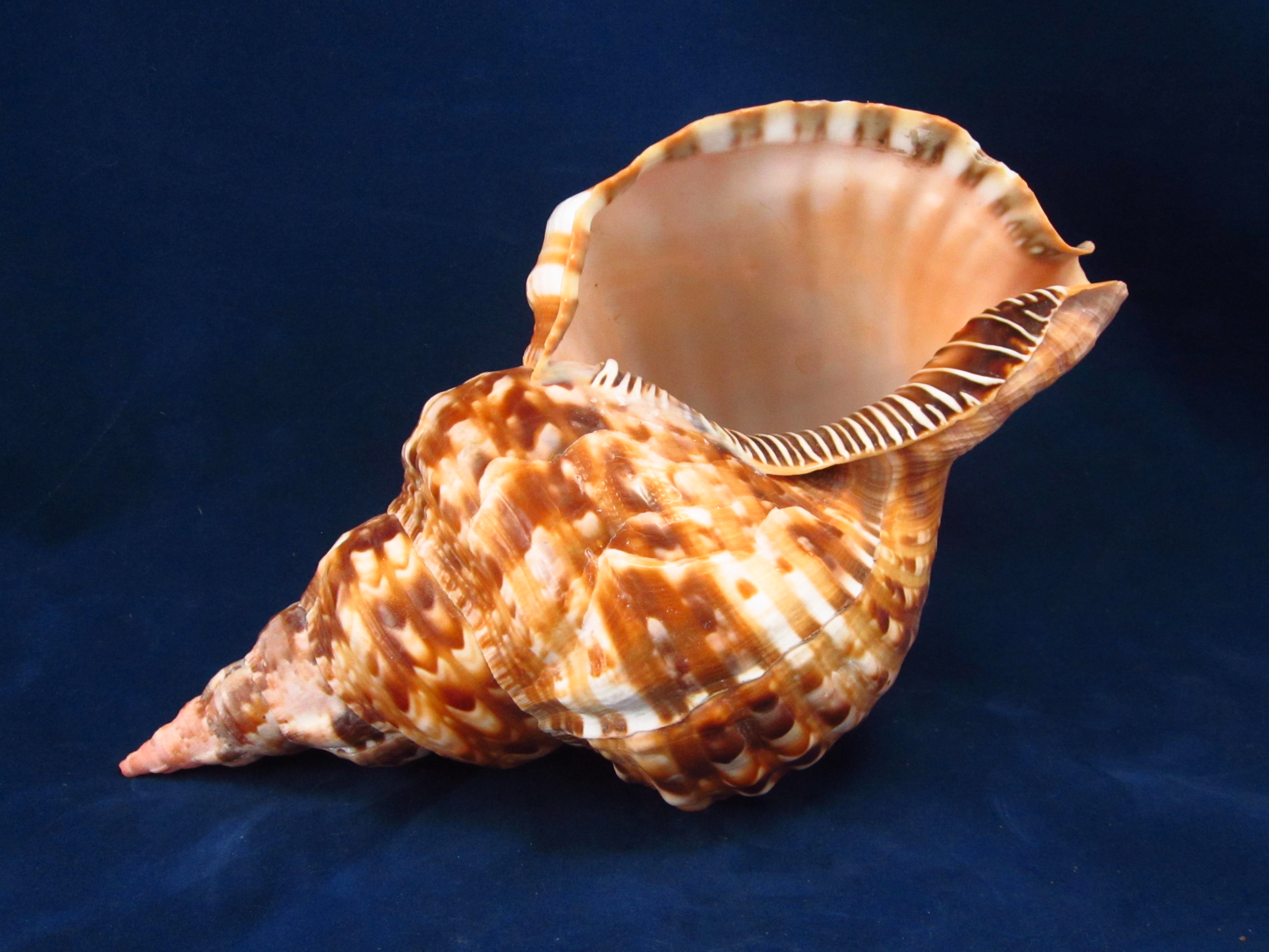 Артикул: RanChVa-05