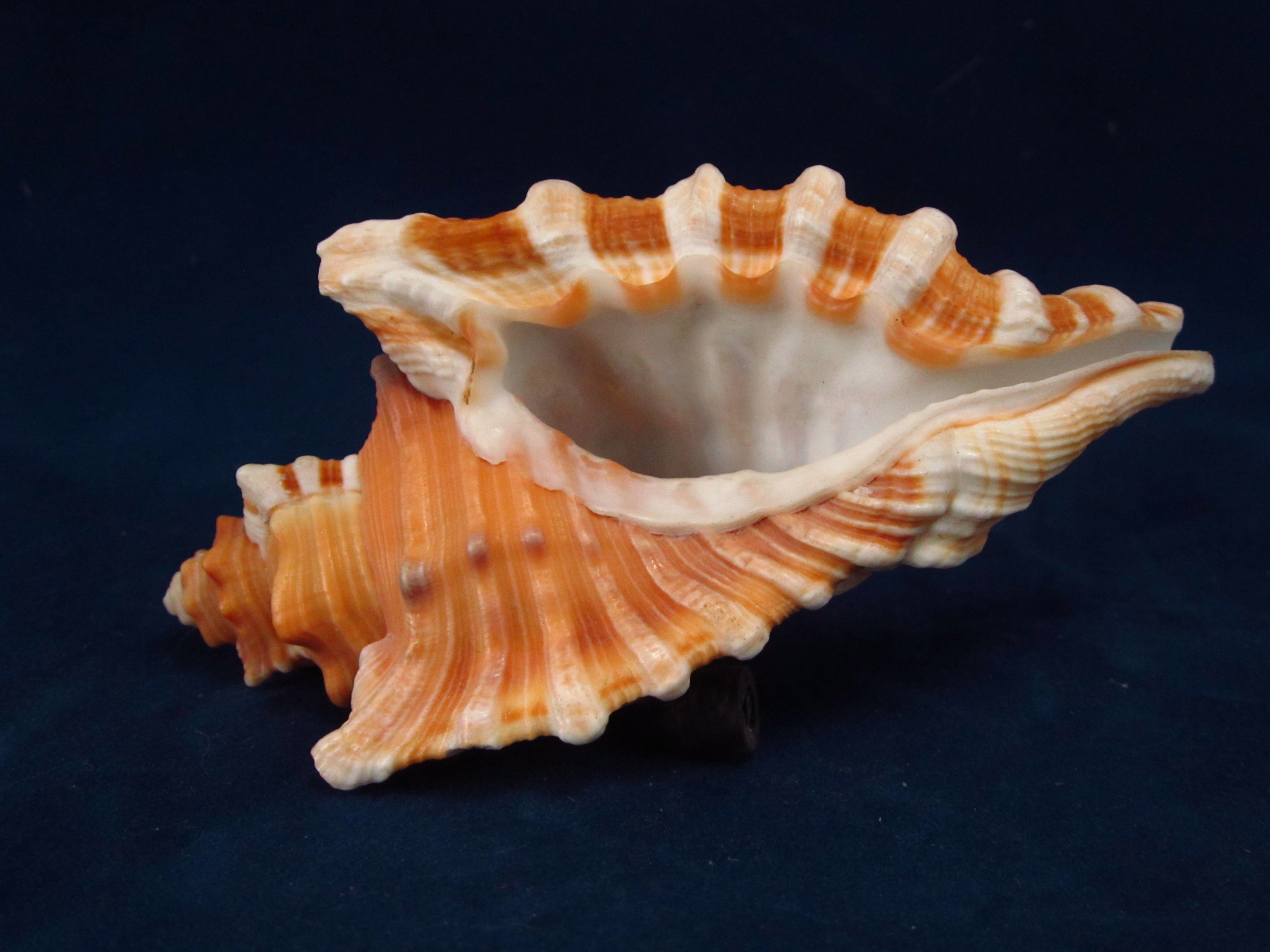 Артикул: RanCyFe-02