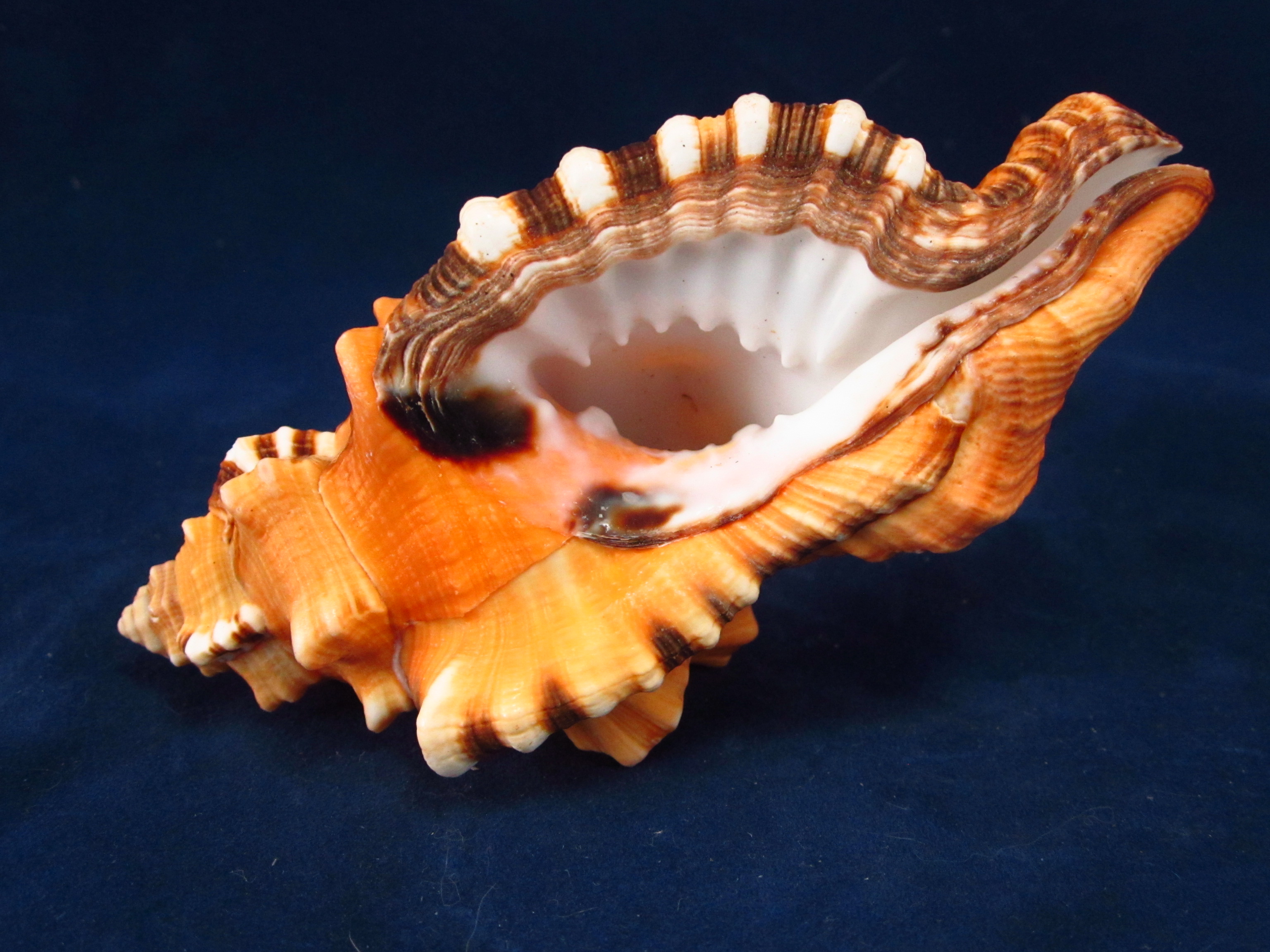 Артикул: RanCyLo-12