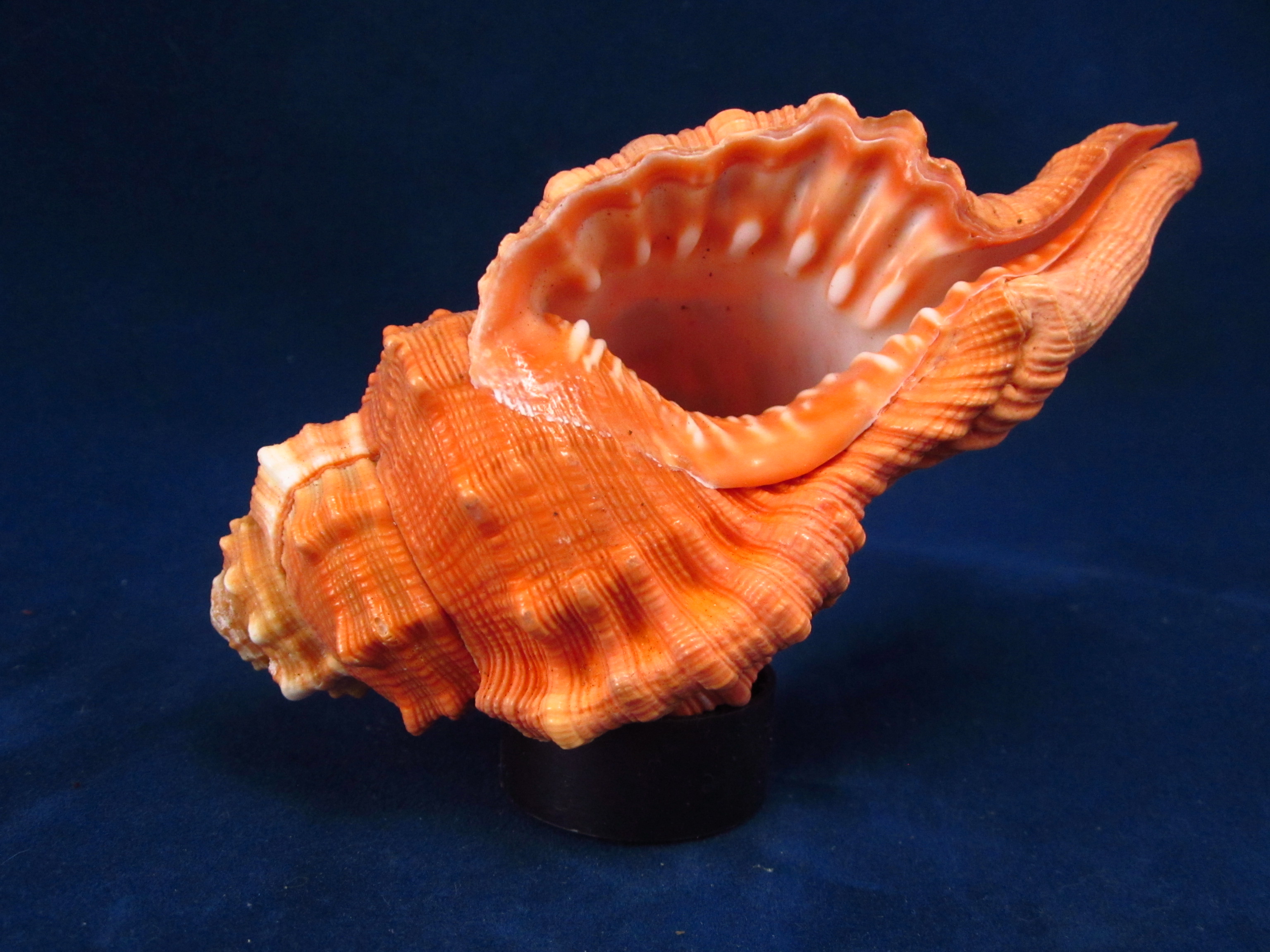 Артикул: RanCyPy-04