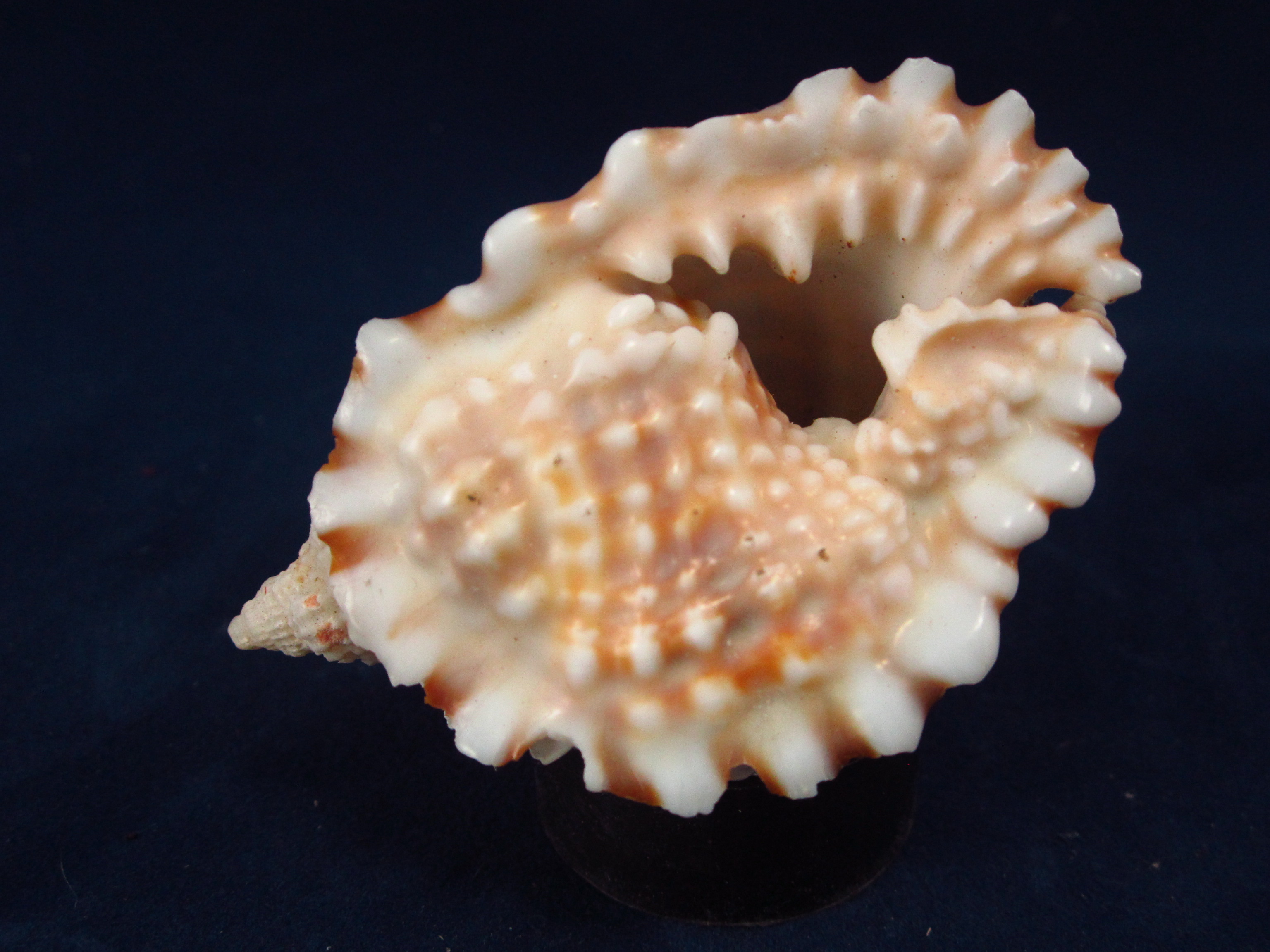 Артикул: RanDiAn-09